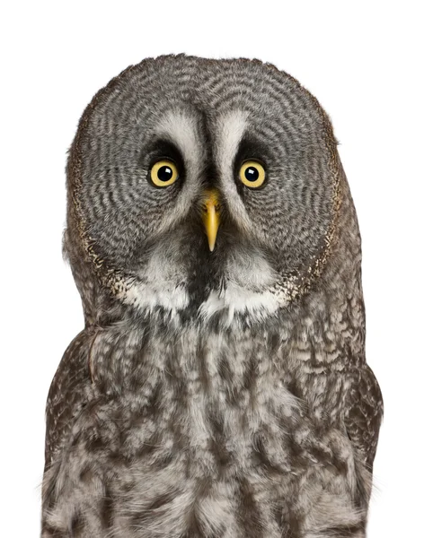Портрет Great Grey Owl или Land Owl, Strix туманности, очень крупной совы, перед белым фоном — стоковое фото