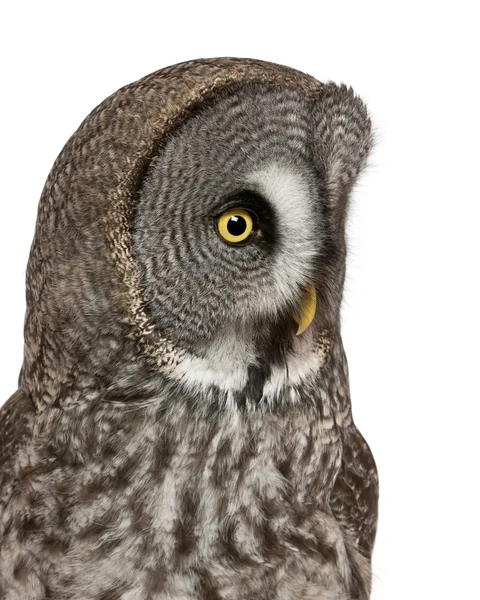 Close up of Great Grey Owl or Lapland Owl, Strix nebulosa, a very large owl, in front of white background — Stock Photo, Image