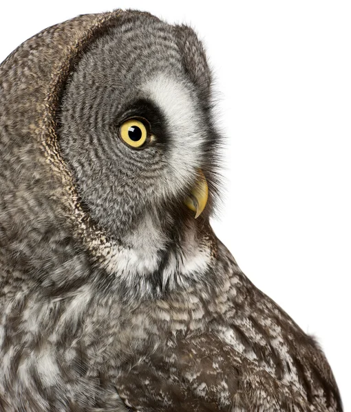 Close up of Great Grey Owl or Lapland Owl, Strix nebulosa, a very large owl, in front of white background — Stock Photo, Image