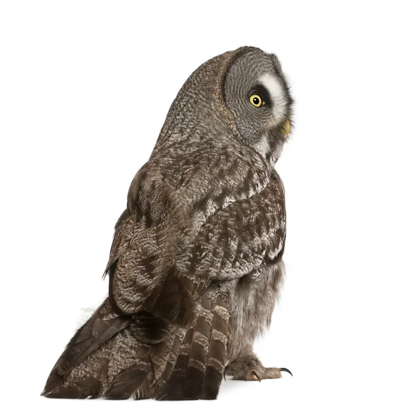 Great Grey Owl ou Lapland Owl, Strix nebulosa, uma coruja muito grande, em pé na frente do fundo branco — Fotografia de Stock