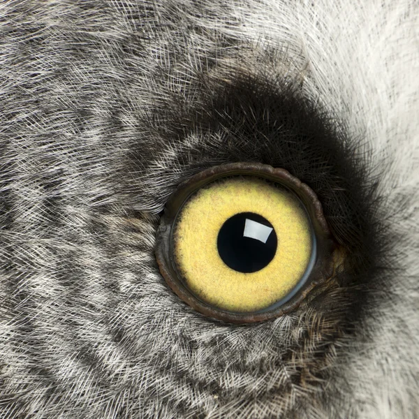 Retrato de búho gris grande o búho de Laponia, nebulosa Strix, un búho muy grande, ojo —  Fotos de Stock