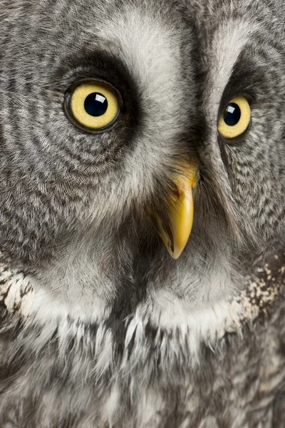 Portrait of Great Grey Owl or Lapland Owl, Strix nebulosa, a very large owl — Stock Photo, Image