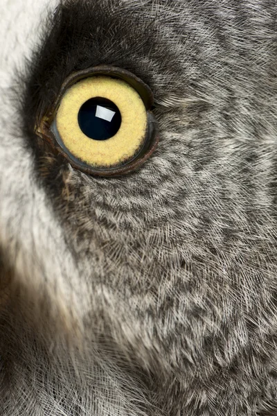 Portret van grote grijze uil of lapland uil, strix nebulosa, een zeer grote uil, oog — Stockfoto