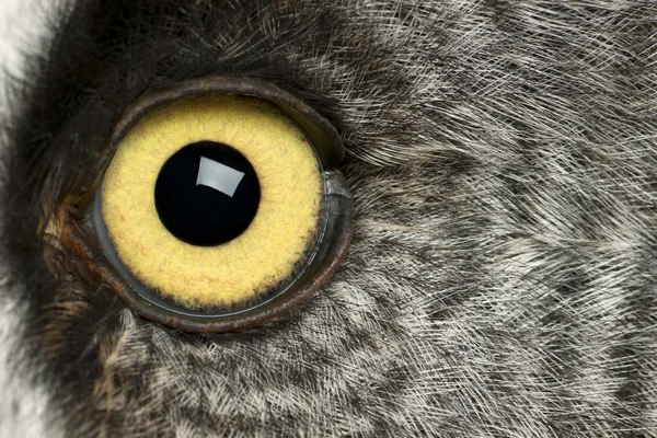 Retrato de coruja cinzenta grande ou coruja de Lapônia, Strix nebulosa, uma coruja muito grande, olho — Fotografia de Stock