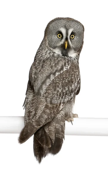 Portrait of Great Grey Owl or Lapland Owl, Strix nebulosa, a very large owl, perching in front of white background — Stock Photo, Image