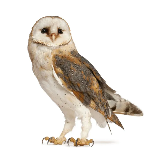 Barn Owl, Tyto alba, standing in front of white background — Stock Photo, Image