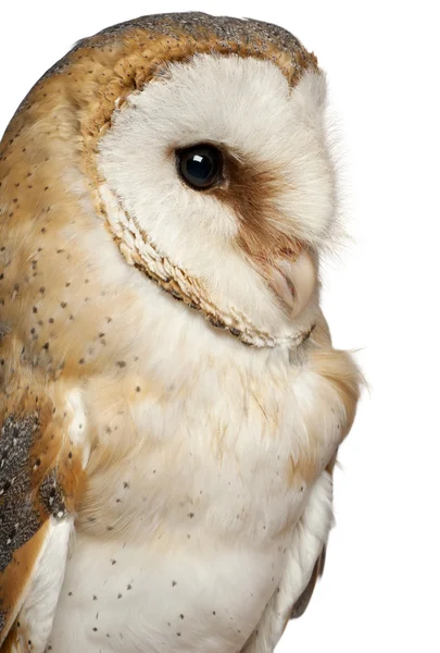 Primer plano de Barn Owl, Tyto alba, frente a fondo blanco —  Fotos de Stock
