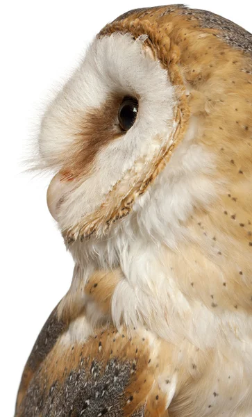Primer plano de Barn Owl, Tyto alba, frente a fondo blanco —  Fotos de Stock