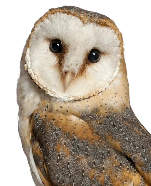 stock image Portrait of Barn Owl, Tyto alba, in front of white background