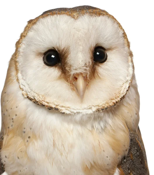 Portret van barn owl, tyto alba, voor witte achtergrond — Stockfoto