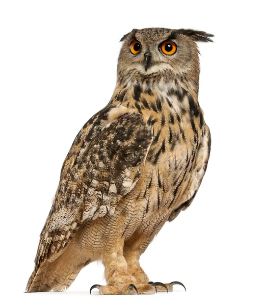 Eurasian Eagle-Owl, Bubo bubo, a species of eagle owl, standing in front of white background — Stock Fotó
