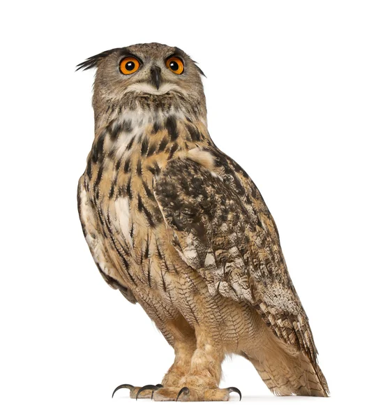 Výr velký bubo bubo, druhy eagle owl, stojící před bílým pozadím — Stock fotografie