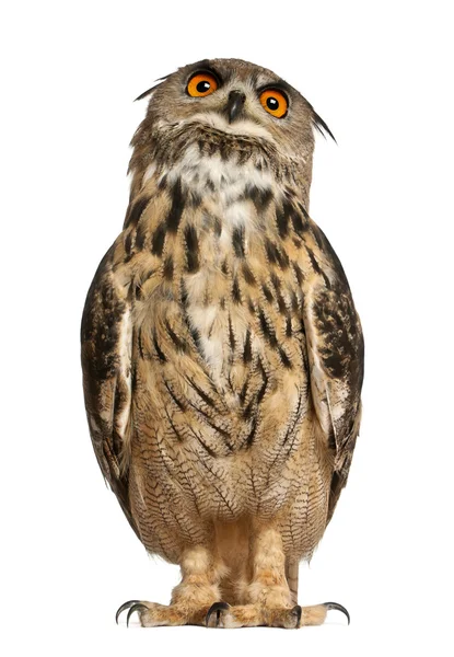 Portrét Výr velký bubo bubo, druhy eagle owl, stojící před bílým pozadím — Stock fotografie