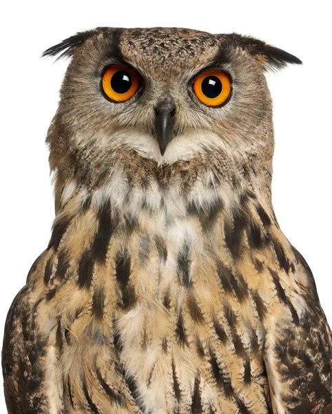 Portrét Výr velký bubo bubo, druhy eagle owl před bílým pozadím — Stock fotografie