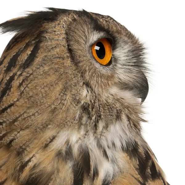 Close up de Eurasian Eagle-Owl, Bubo bubo, uma espécie de coruja-águia na frente do fundo branco — Fotografia de Stock