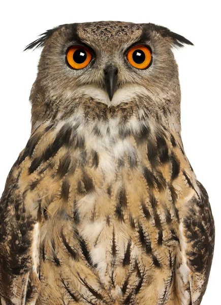 Porträtt av eurasian eagle-owl, bubo bubo, en art av Örnowl framför vit bakgrund — Stockfoto