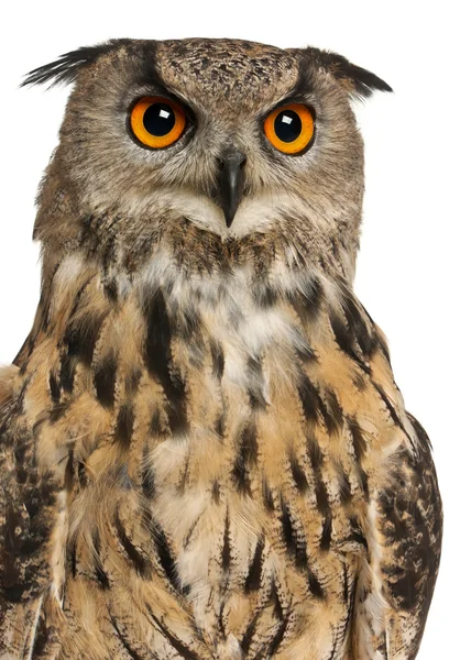 Porträtt av eurasian eagle-owl, bubo bubo, en art av Örnowl framför vit bakgrund — Stockfoto