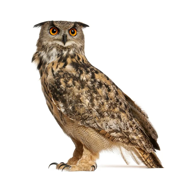 Eurasian eagle-owl, bubo bubo, en art av berguv, stående framför vit bakgrund — Stockfoto