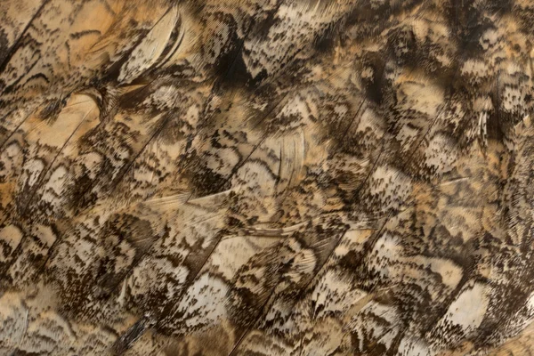Крупный план Евразийского орла-совы, Бубо бубо, вида совы орла перед белым фоном — стоковое фото