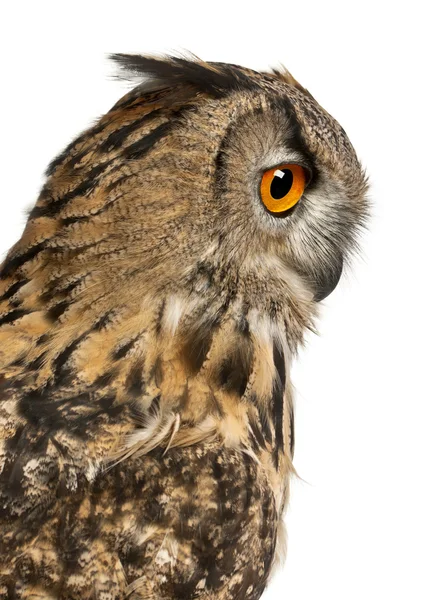 Close up of Eurasian Eagle-Owl, Bubo bubo, a species of eagle owl in front of white background — 스톡 사진