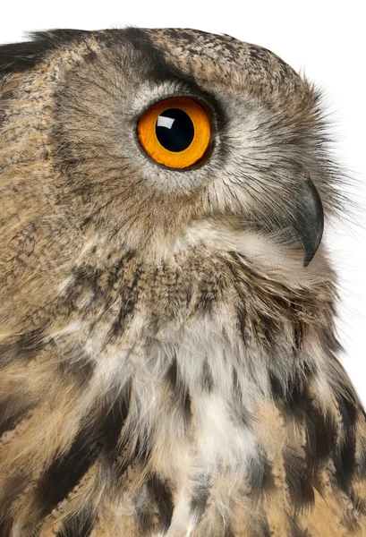 Close up of Eurasian Eagle-Owl, Bubo bubo, a species of eagle owl in front of white background — Stock Photo, Image