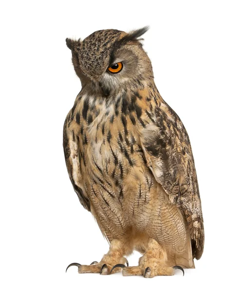 Výr velký bubo bubo, druhy eagle owl, stojící před bílým pozadím — Stock fotografie
