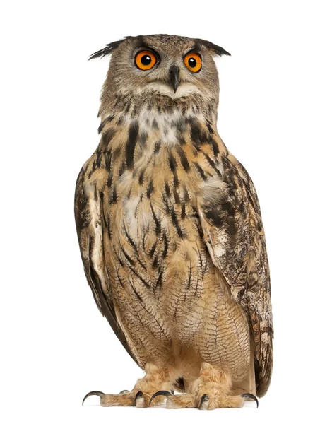 Eurasian eagle-owl, bubo bubo, en art av berguv, stående framför vit bakgrund — Stockfoto