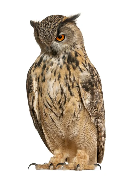 Eurasian Eagle-Owl, Bubo bubo, a species of eagle owl, standing in front of white background — 스톡 사진
