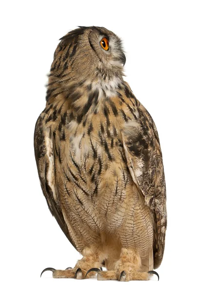 Eurasian Eagle-Owl, Bubo bubo, a species of eagle owl, standing in front of white background — 스톡 사진