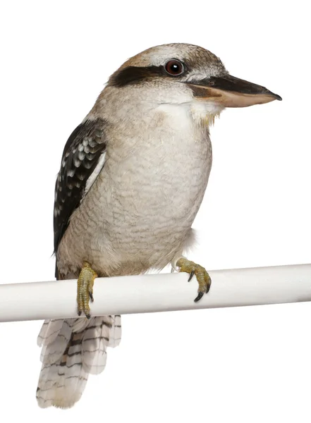Rindo Kookaburra, Dacelo novaeguineae, poleiro na frente do fundo branco — Fotografia de Stock