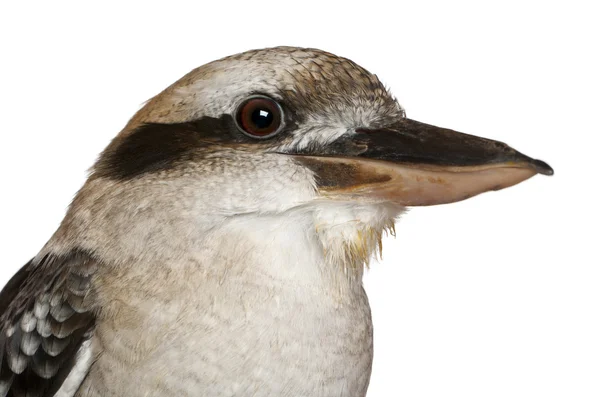 Riendo Kookaburra, Dacelo novaeguineae, delante de fondo blanco —  Fotos de Stock