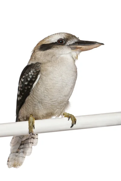 Laughing Kookaburra, Dacelo novaeguineae, a carnivorous bird in the kingfisher family, perching in front of white background — стокове фото