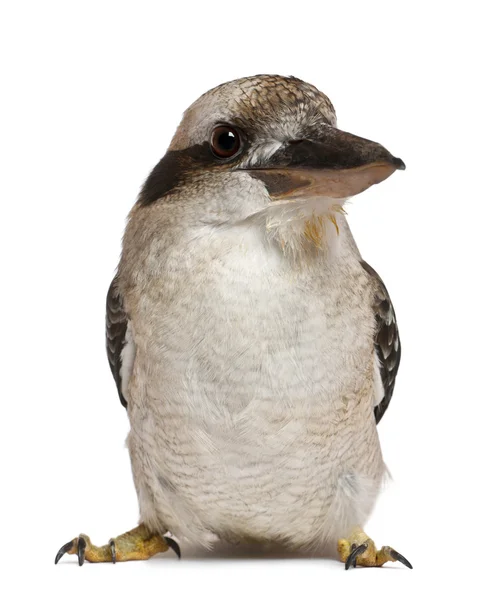 Portrait of Laughing Kookaburra, Dacelo novaeguineae, a carnivorous bird in the kingfisher family, standing in front of white background — стокове фото