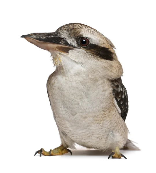 Riendo Kookaburra, Dacelo novaeguineae, un pájaro carnívoro de la familia martín pescador, de pie frente al fondo blanco —  Fotos de Stock