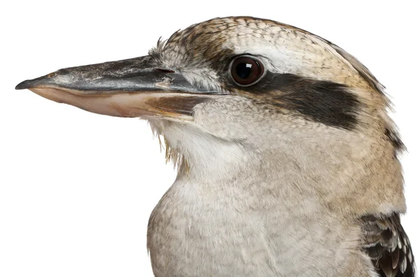 Retrato de Laughing Kookaburra, Dacelo novaeguineae, um pássaro carnívoro da família Ringfisher em frente ao fundo branco — Fotografia de Stock