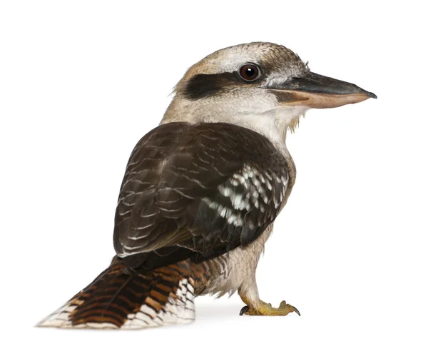 Portrait of Laughing Kookaburra, Dacelo novaeguineae, a carnivorous bird in the kingfisher family, standing in front of white background — Stock Photo, Image