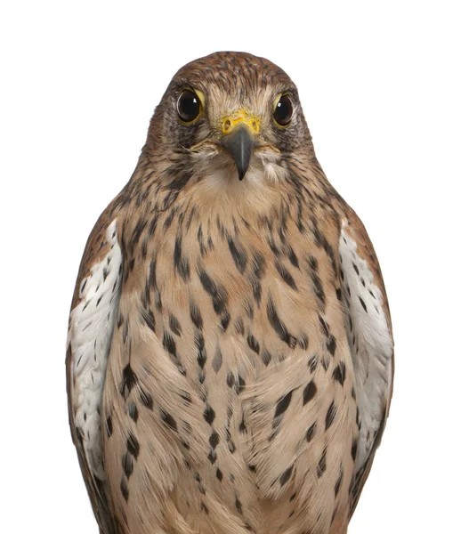 Kerkenez, falco tinnunculus, beyaz arka plan önünde bir yırtıcı kuş portresi — Stok fotoğraf