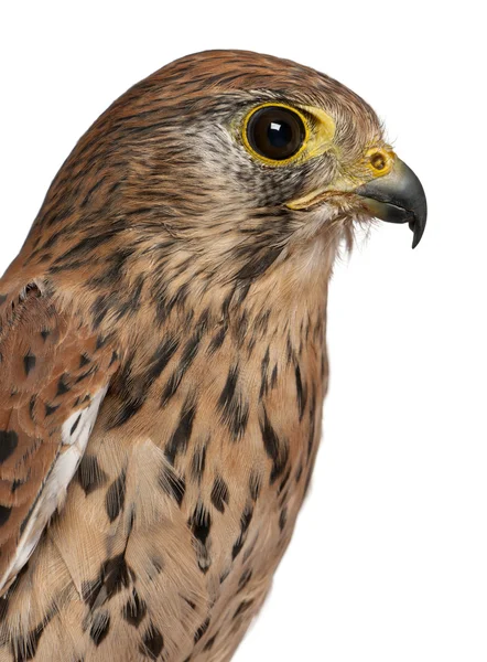 Close up van een roofvogel voor witte achtergrond, Torenvalk, falco tinnunculus — Stockfoto