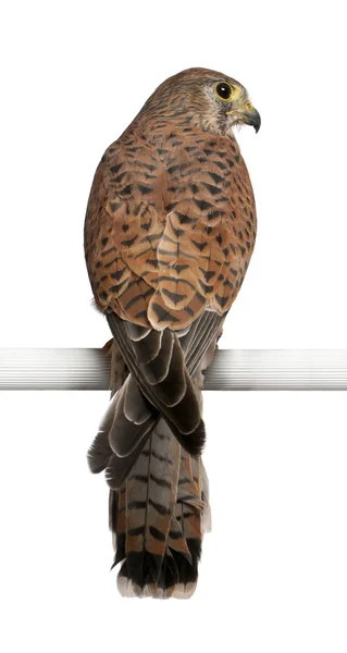 Turmfalke, Falco tinnunculus, ein Greifvogel, der vor weißem Hintergrund hockt — Stockfoto