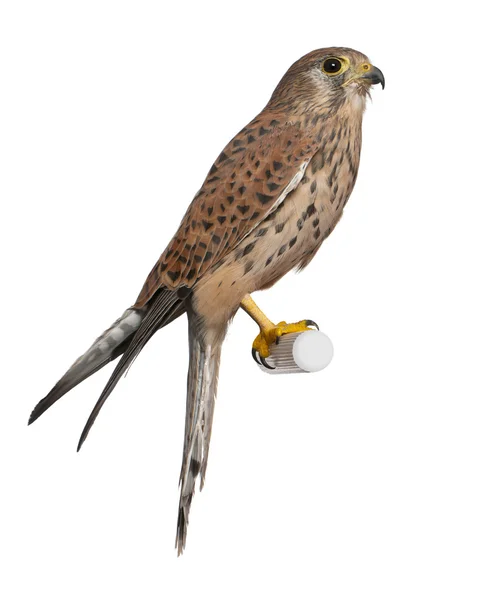 Gheppio comune, Falco tinnunculus, appollaiato davanti allo sfondo bianco — Foto Stock