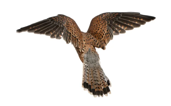 Comum Kestrel, Falco tinnunculus, voando na frente do fundo branco — Fotografia de Stock