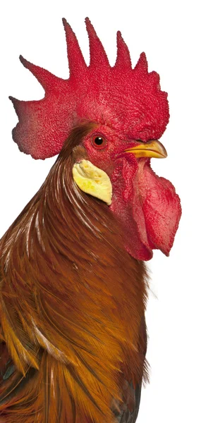 Portrait of Rooster Leghorn, in front of white background — Stock Photo, Image