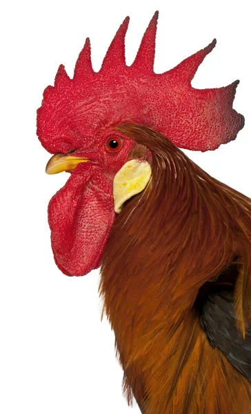Close up of Rooster Leghorn, in front of white background — Stock Photo, Image