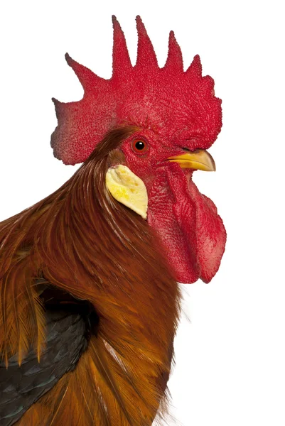 Portrait of Rooster Leghorn, in front of white background — 스톡 사진
