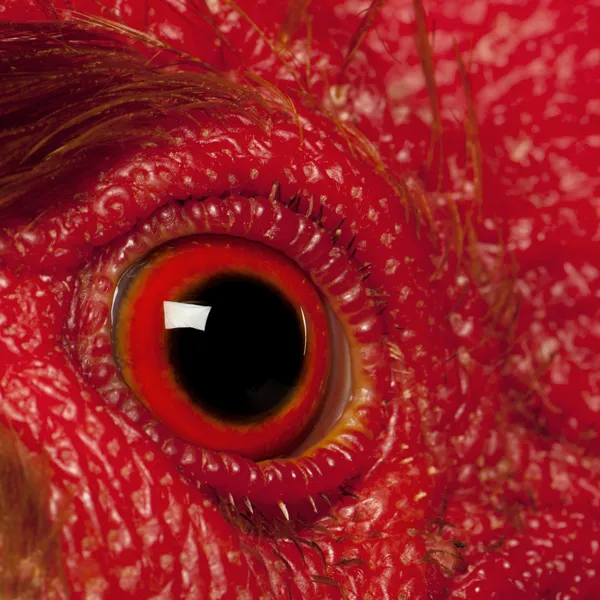 Close up of Rooster Leghorn eye — 스톡 사진
