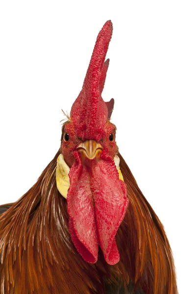 Portrait of Rooster Leghorn, in front of white background — Stock Photo, Image