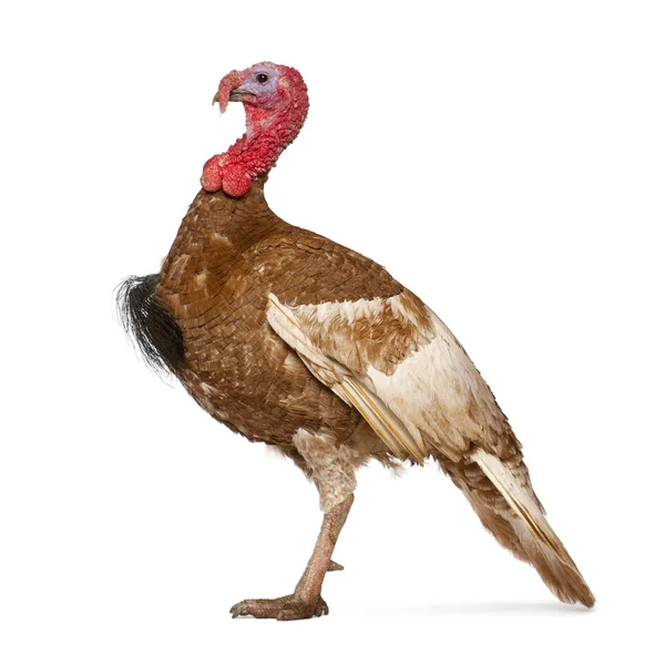 Dindon Rouge des Ardennes turkey standing in front of white background — Stock Photo, Image