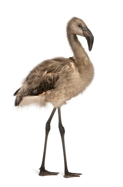 Portrait of Chilean Flamingo, Phoenicopterus chilensis, 5 months old in front of white background — Stock Photo, Image