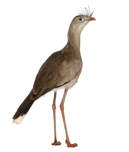 Portrait of Red-legged Seriema or Crested Cariama, Cariama cristata, standing in front of white background — стокове фото