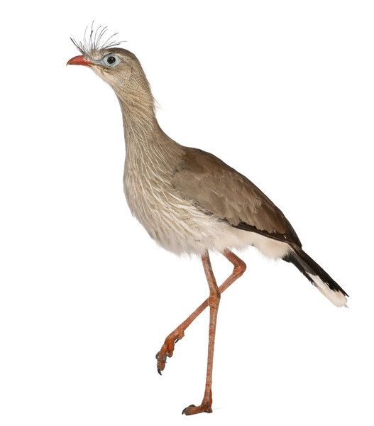 Red-legged Seriema or Crested Cariama, Cariama cristata, in front of white background